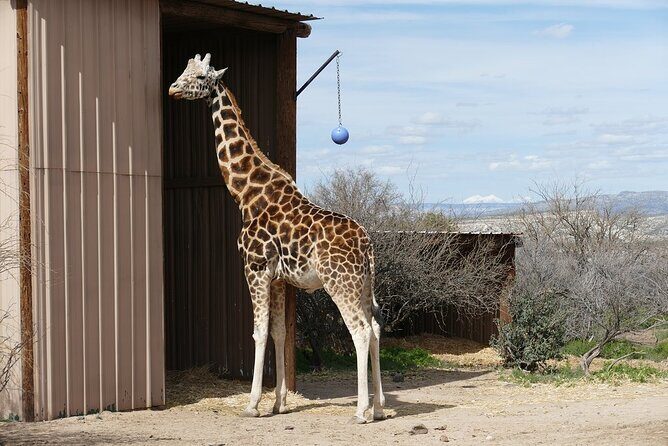 Out of Africa Wildlife Park Admission Ticket - The African Bush Safari: Your Guided “See More Without Guessing” Time