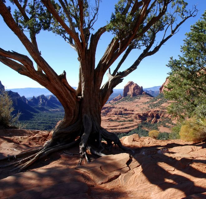 Sedona: PRIVATE 2-Hour Colorado Plateau Scenic Jeep Tour - The ponderosa pine stop: more than a quick photo moment