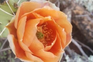 Sedona Sunset Vortex Tour - Before the hike: smudging and the moment you set your intention