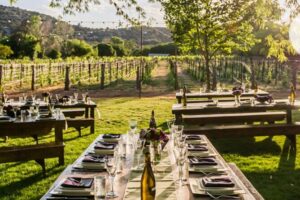 Vortex to Vineyards by ABC wildlife host Rachel Reenstra - DA Ranch: The VIP Springs Stop When It’s Open